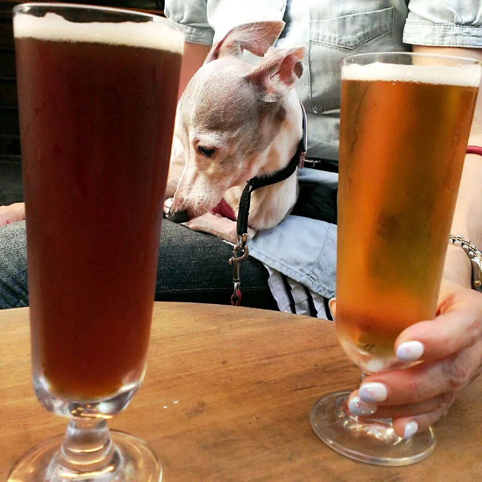 Snapdishの料理写真:富士桜ラオホ、足柄地ビールじんじゃえる|ふぃるまめんとさん