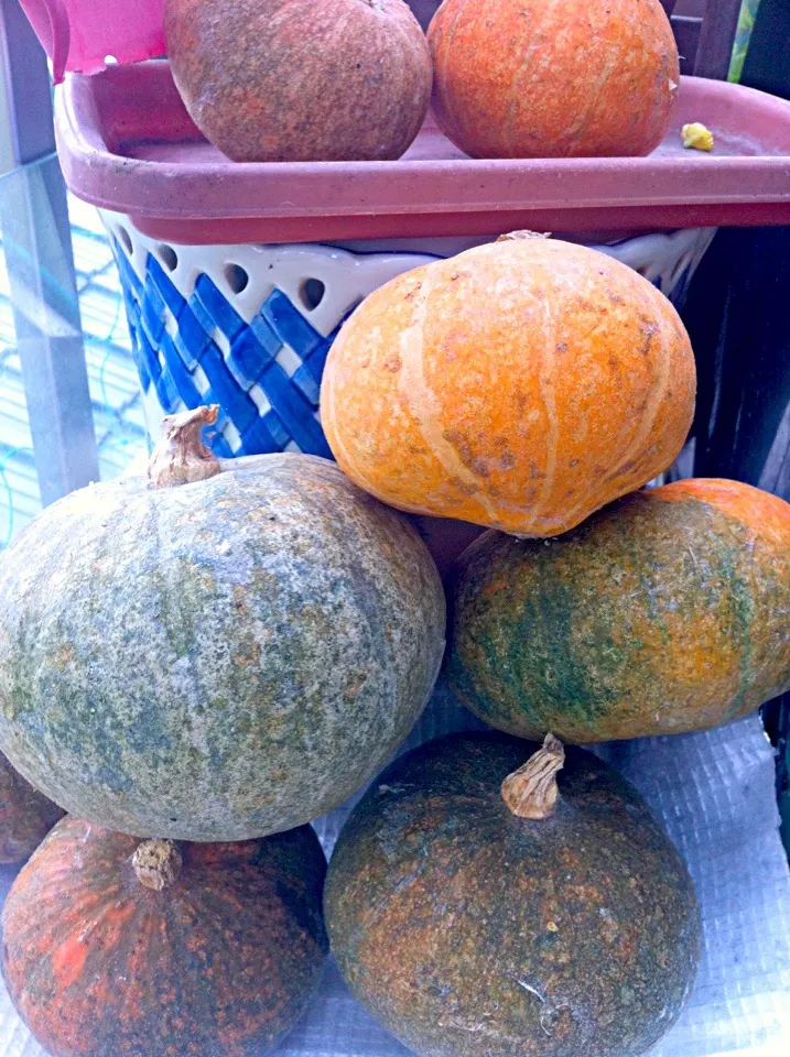 The first harvest pumpkin@my family home in Tokyo.|Masakiさん