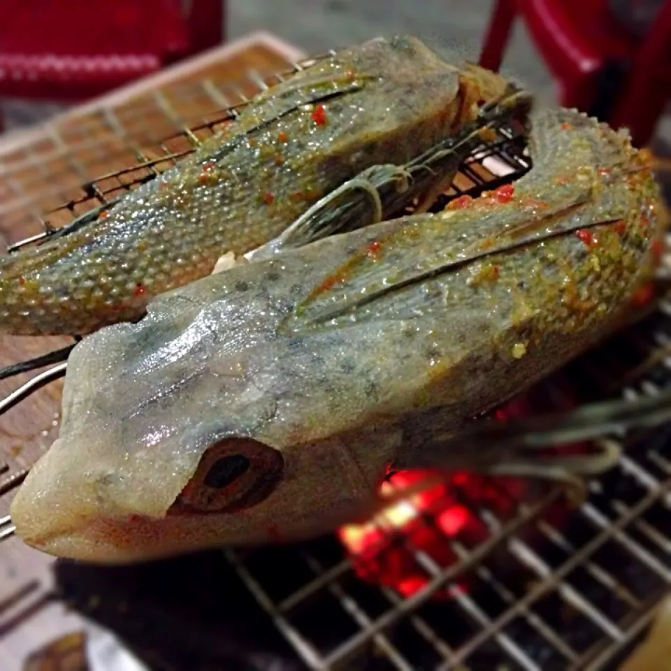 "Gecko" fish|Thien Anさん