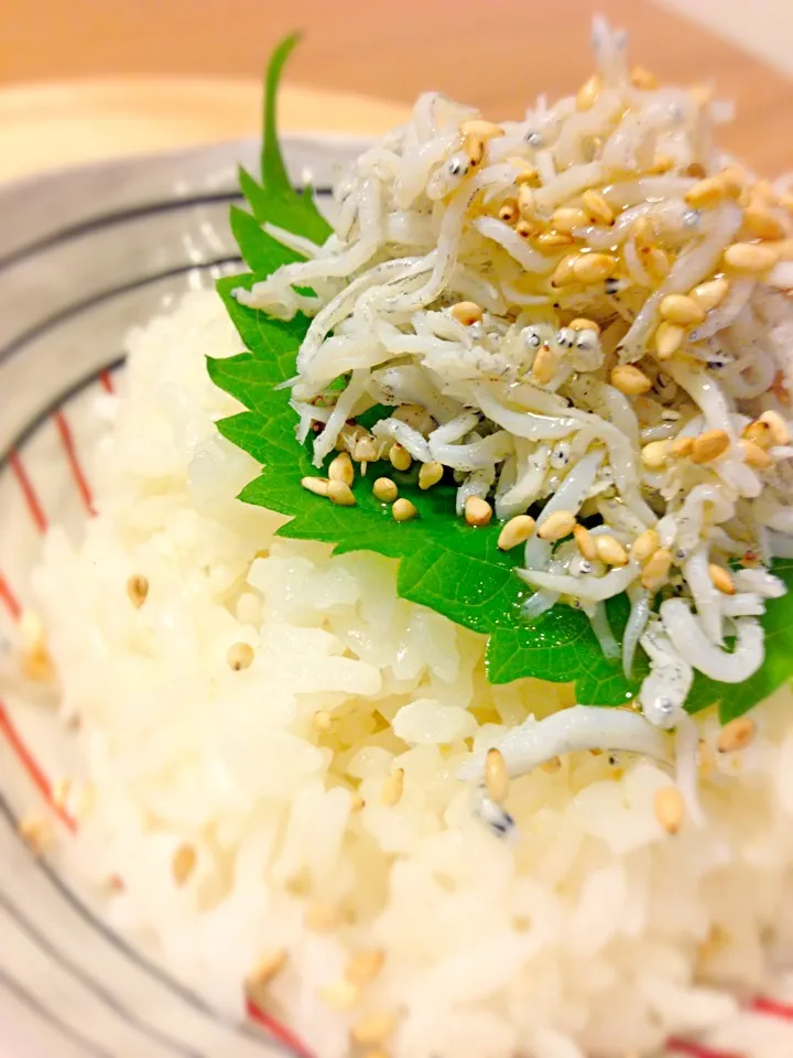 シラスの胡麻油で和えた丼|ユキさん