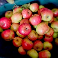 Wild apples picked in Whitstable, Kent. for juicing, making apple champagne for xmas|Jw -Sainsさん