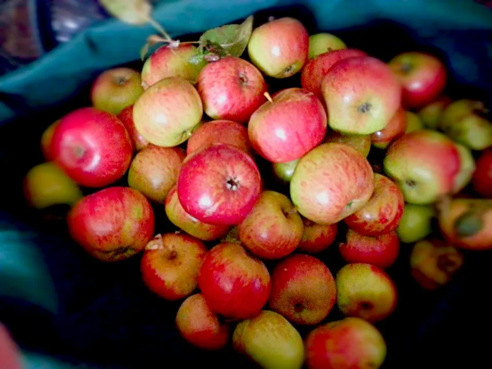 Wild apples picked in Whitstable, Kent. for juicing, making apple champagne for xmas|Jw -Sainsさん