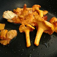 Snapdishの料理写真:Chanterelles|chris bowdenさん