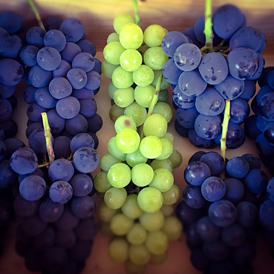 Grapes (Kyohō, Tama Yutaka, Piōne)|Thien Anさん