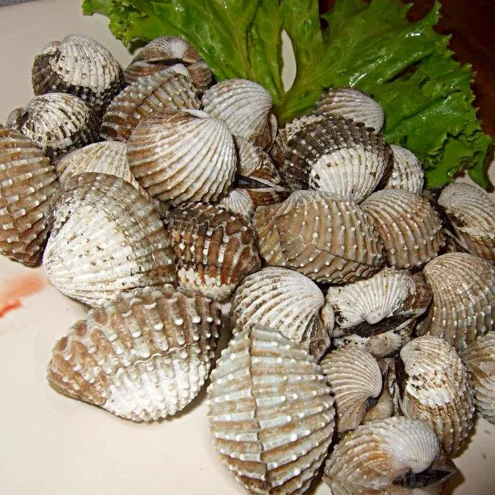 Pattaya - Boiled Fresh Cockles|Yvonne Limさん