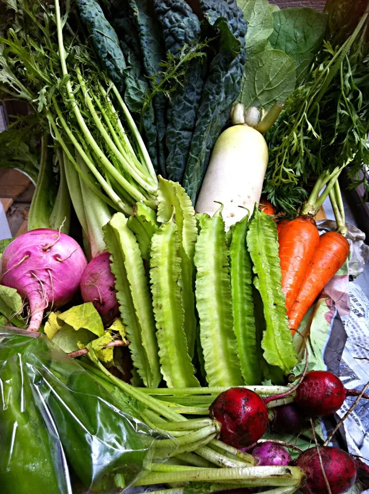 農家から直送の無農薬野菜たち✨初めて見る野菜もあって…どうやって料理するか思案中😰|mikachiさん