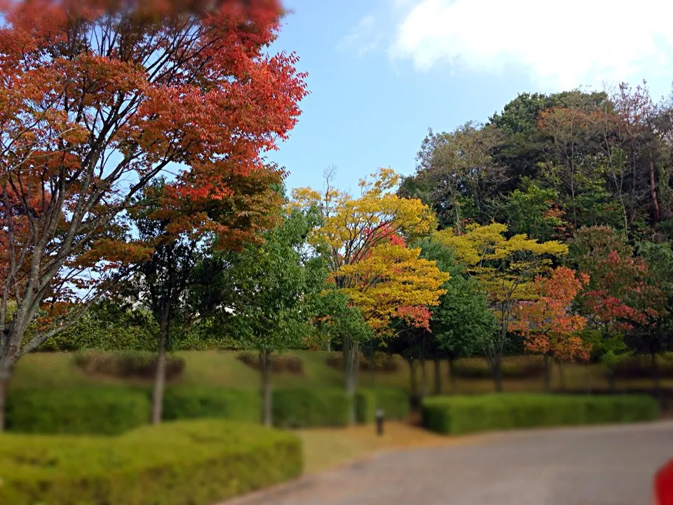 紅葉|しのしのさん