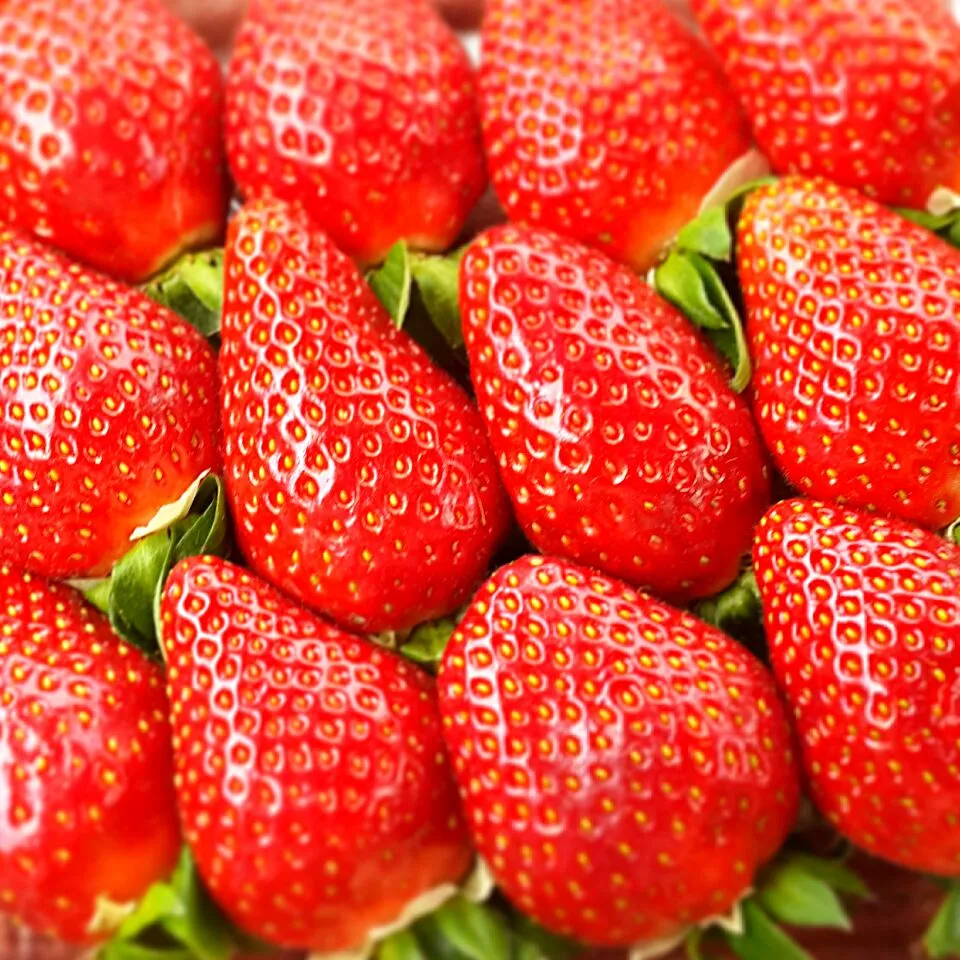 fatty strawberry from cameron highland malaysia|Yuyu Asikin Roslanさん