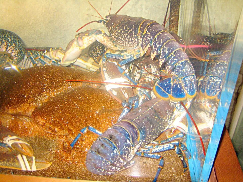 blue lobster|josephさん