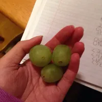 Grapes|BecSekさん