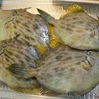 カワハギ Kawahagi's meat is like fugu, but it's not poisonous.|Magoshi YZ250さん