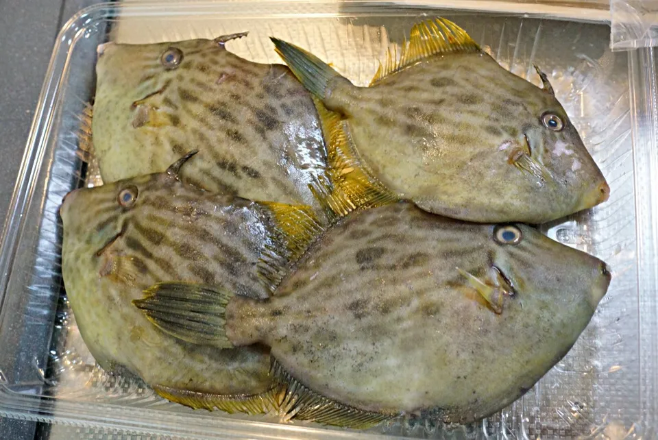 Snapdishの料理写真:カワハギ Kawahagi's meat is like fugu, but it's not poisonous.|Magoshi YZ250さん