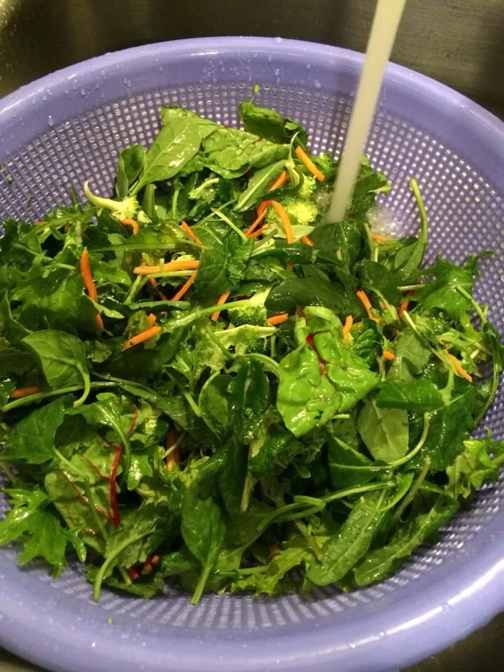 Spinach, Arugula, Kale, Catrots and Broccoli|Curt Chillさん