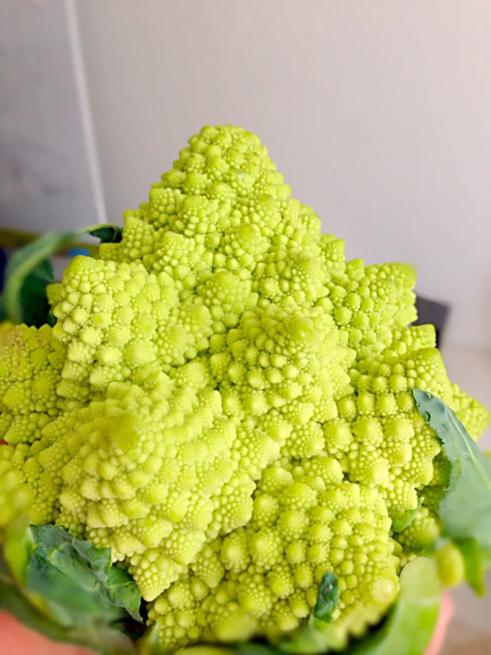 Broccolo Romanesco♡|よ〜んさん