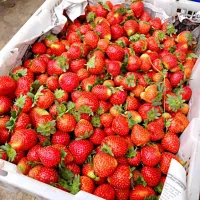 Snapdishの料理写真:Fresh Strawberry|Iriani Irenne Thamrinさん