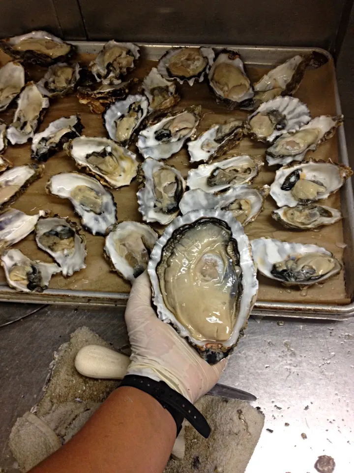 Huge oyster|American Integratedさん