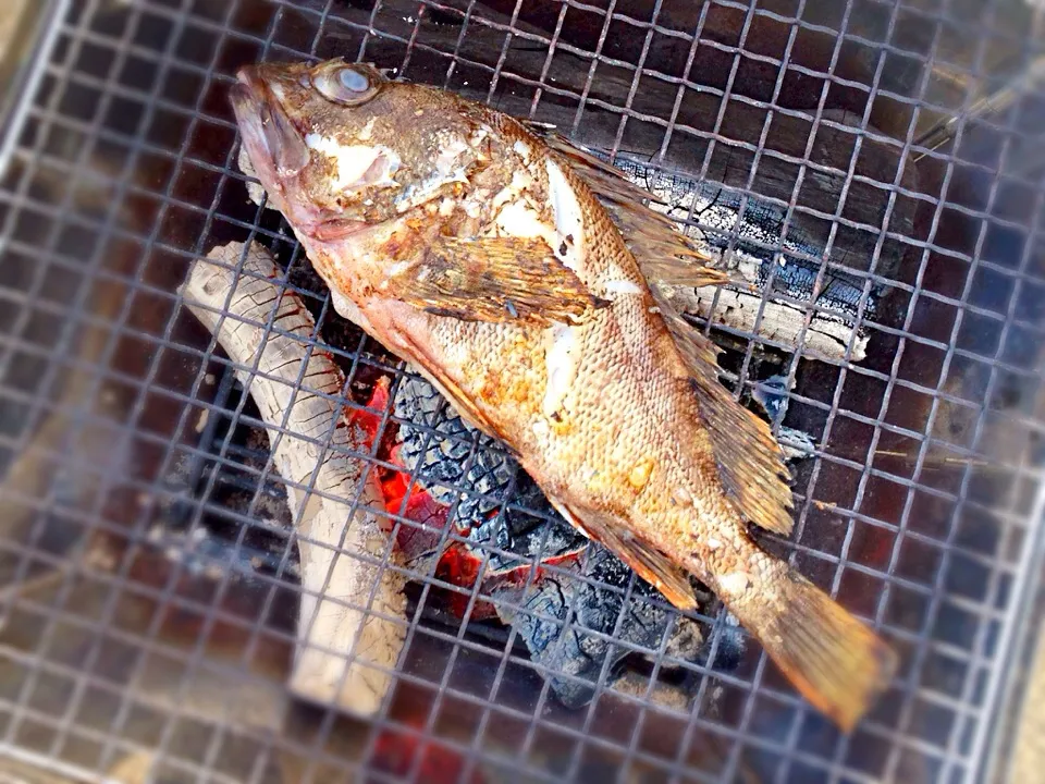 釣り場でカサゴの塩焼き|のりさん