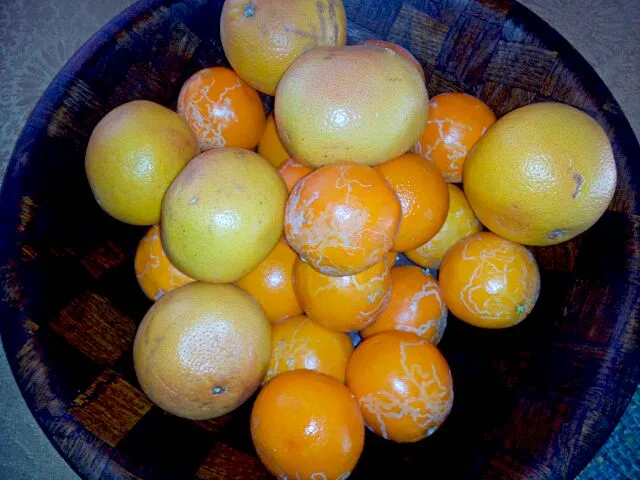 orange,tangerines and grapefruit freshly squeezed|Tatiana Madelineさん