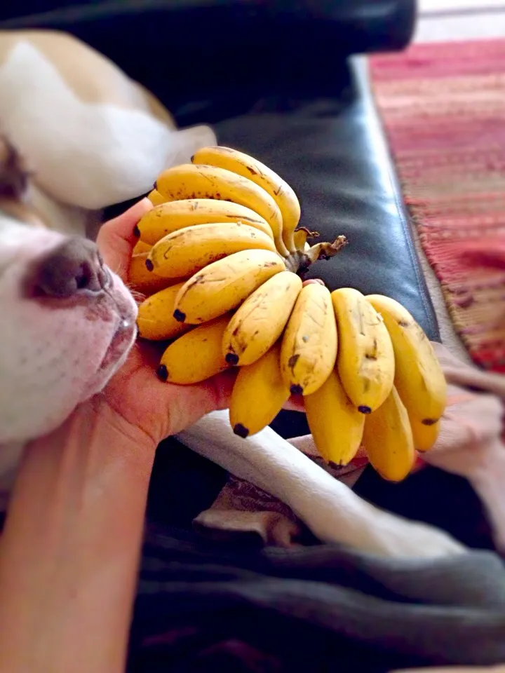 Baby bananas|ali kamenovaさん