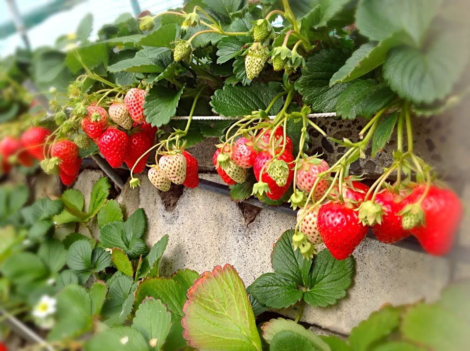 イチゴ狩り🍓|アライさんさん