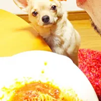 Snapdishの料理写真:ショートパスタでミートソース|ぶんはさん