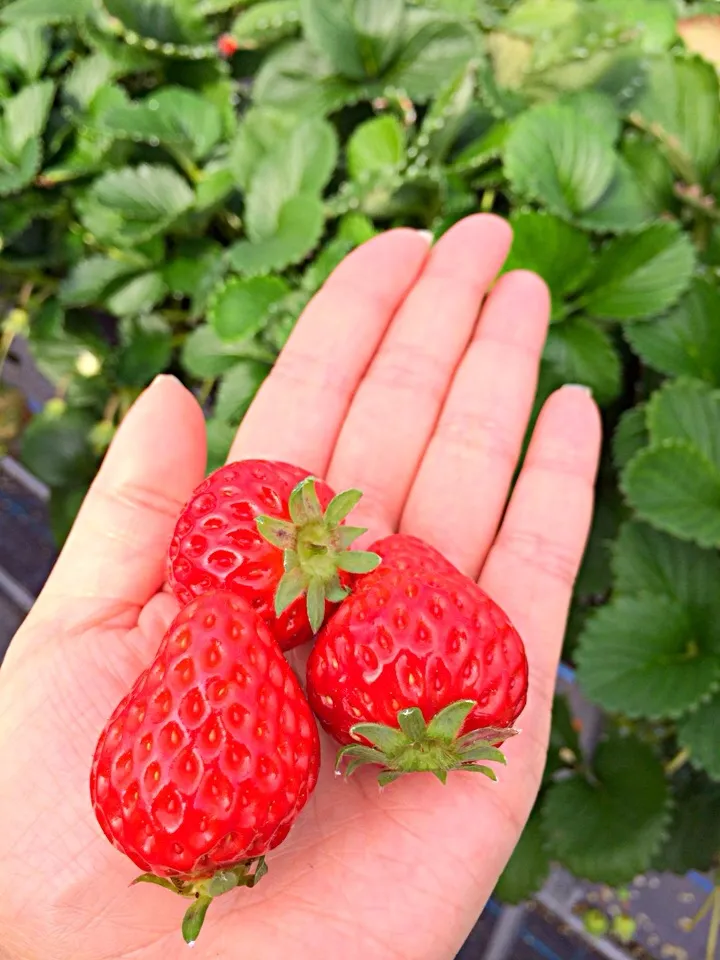 イチゴ狩り🍓|あみん´ω`)ﾉさん