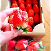 やよいひめ🍓1k+オマケの300g