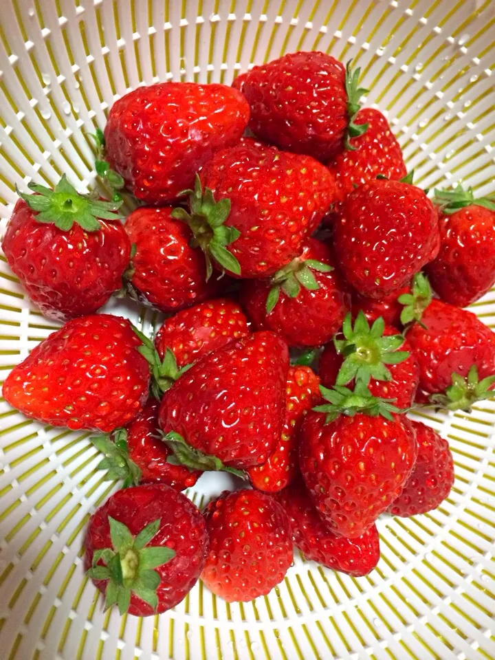 Japanese Strawberries|sakusakuさん