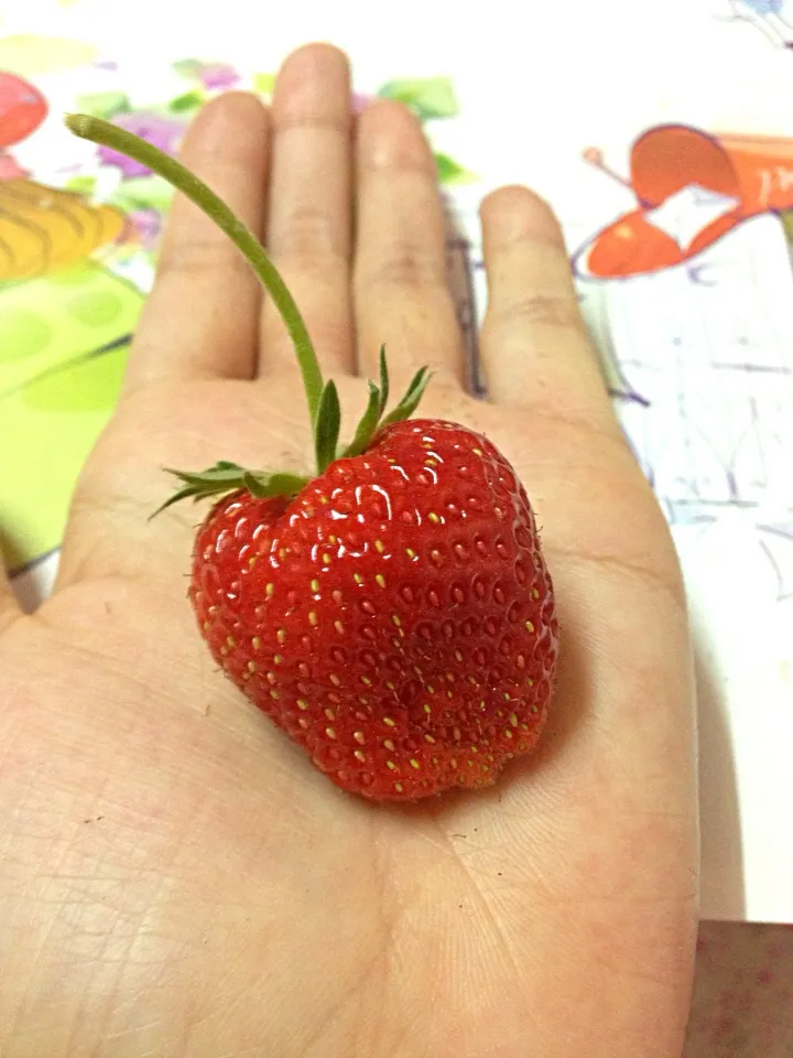 สตอเบอร์รี่ปลูกเอง กินเองค่ะ# my strawberry|thanthila Boombimさん