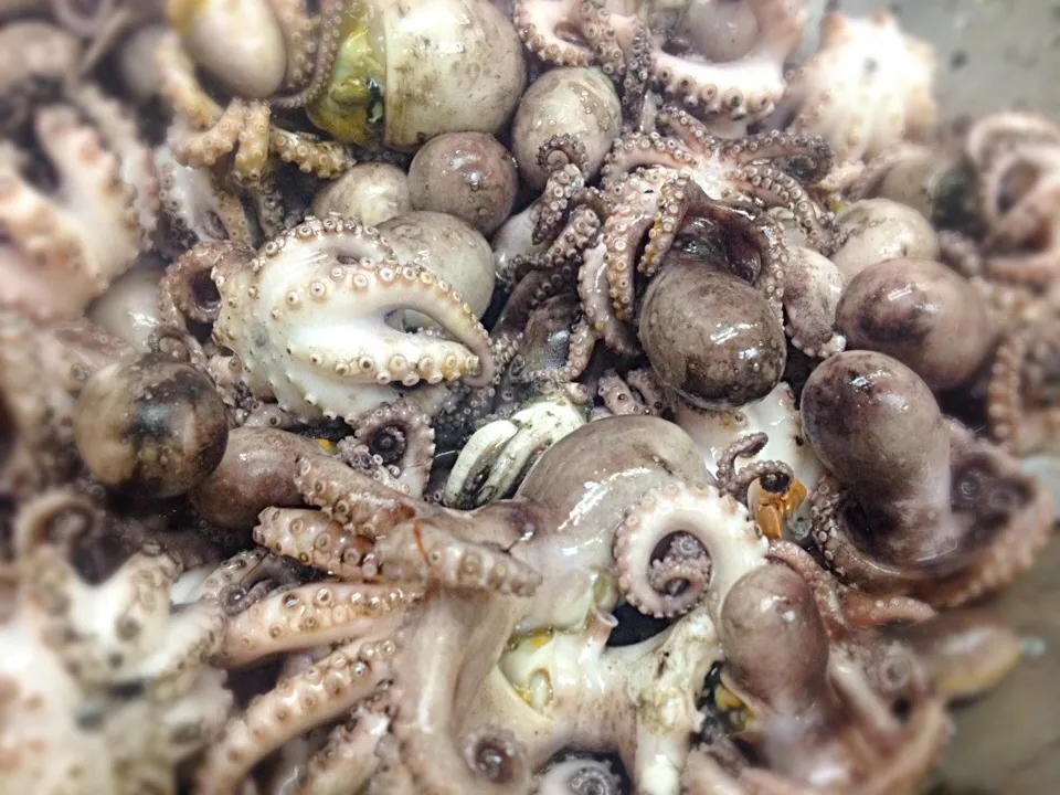 Snapdishの料理写真:Fresh octopus :D|Jo Aquinoさん