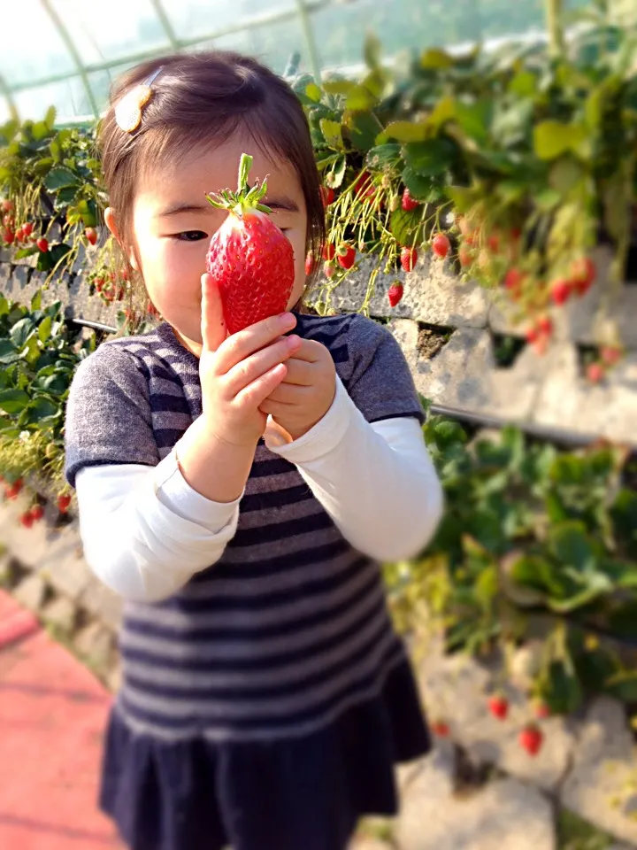 🍓Bigイチゴ狩り🍓|きむらゆりかさん