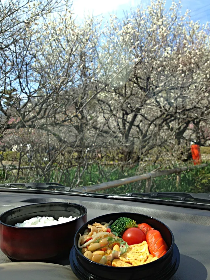 今日のお弁当 3月3日☀|あくびさん