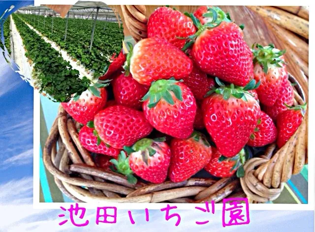 いちご狩り🍓2014.03.03|ラパンママさん