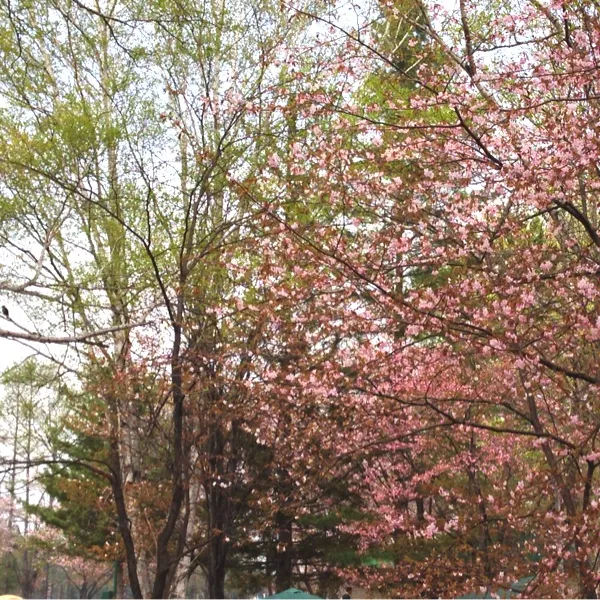 ようやく桜が満開！ということで、職場の人たちとお花見でした*\(^o^)/*午後からちょっと寒かったけど、外で焼肉もできて楽しかった〜！|絵莉さん