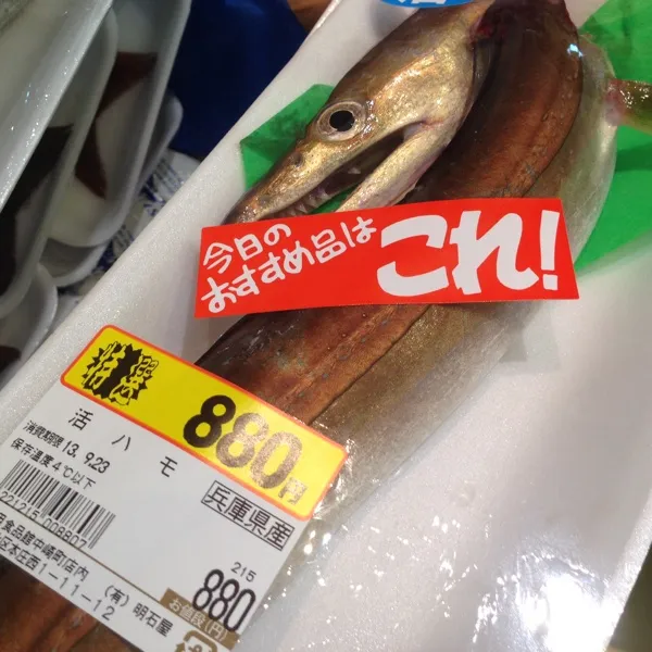 今日の獲物は…
やっぱり鱧ダネっ！
モンゴかと間違えたアオリイカは初物だって！
なので小さいのをゲット！
あと、カワハギとか、太刀魚は見ただけ（笑）
さ、また連休ぢゃ！(=^ェ^=)|うぉずさん