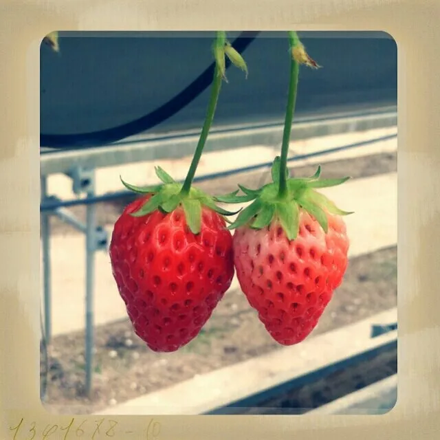 イチゴ狩り
一年に一回のお楽しみ(*^^*)
あきひめ、紅ほっぺ、さがほのか食べ比べです♪
いっぱい食べて、お腹チャプチャプです☆|sakanechiさん