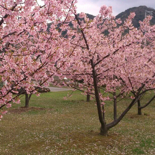 ちょっと寄ったら桜咲いてた！|ふみぃさん