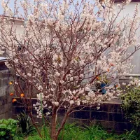 わが家の桜|Katsunori  Kaiさん