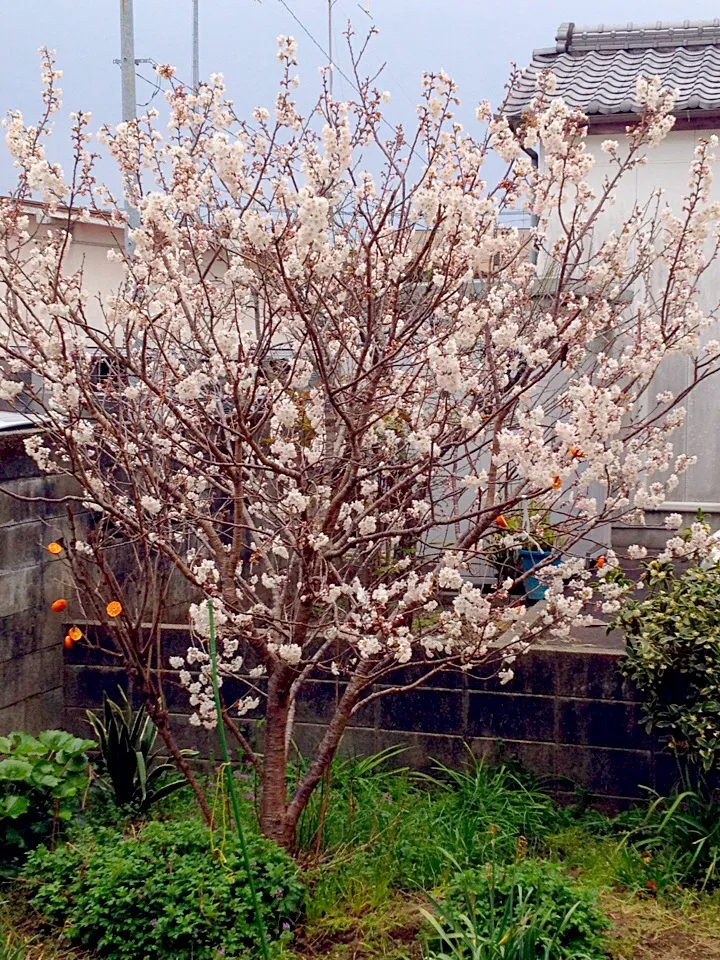 わが家の桜|Katsunori  Kaiさん