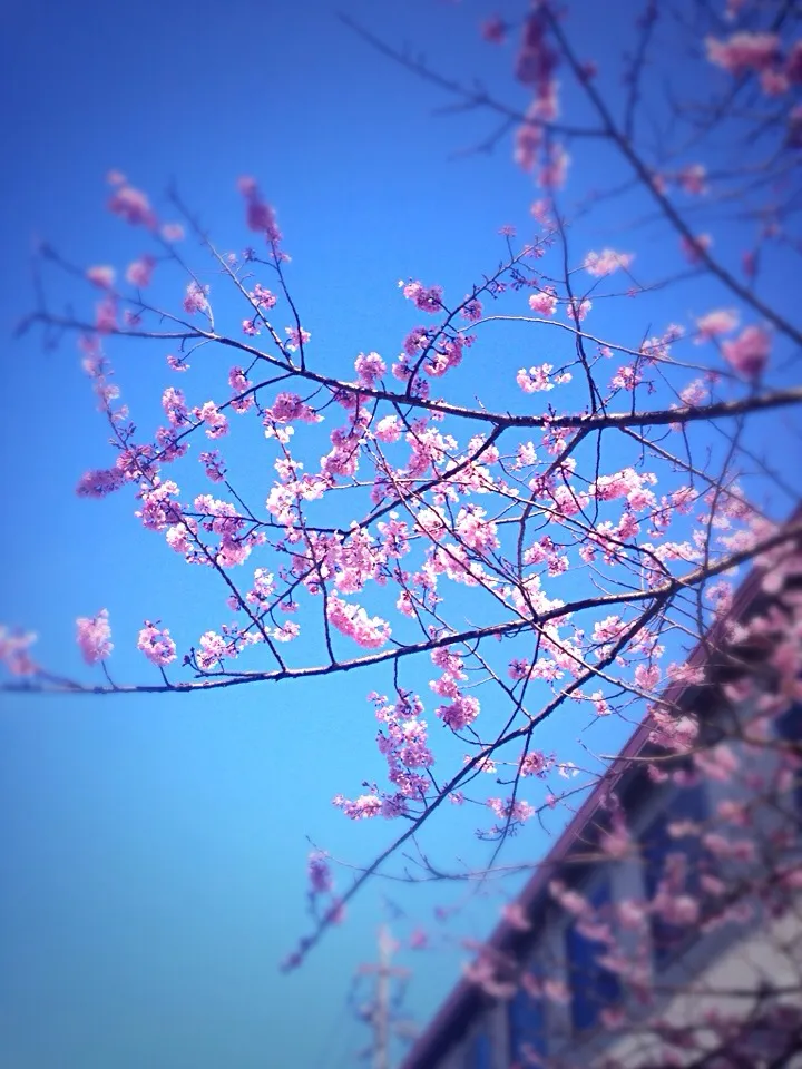 |高崎天子さん