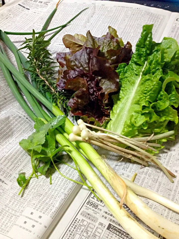 なつめさんちの生き生き野菜|あくびさん