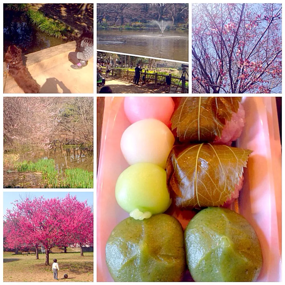 rice cake w/bean paste wrapped in a preserved cherry leaf🌸&dumpling mixed w/mugwort🌿桜餅と草餅|🌈Ami🍻さん