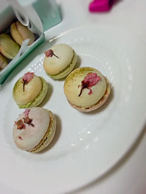 Spring Macaron|Alley Catさん