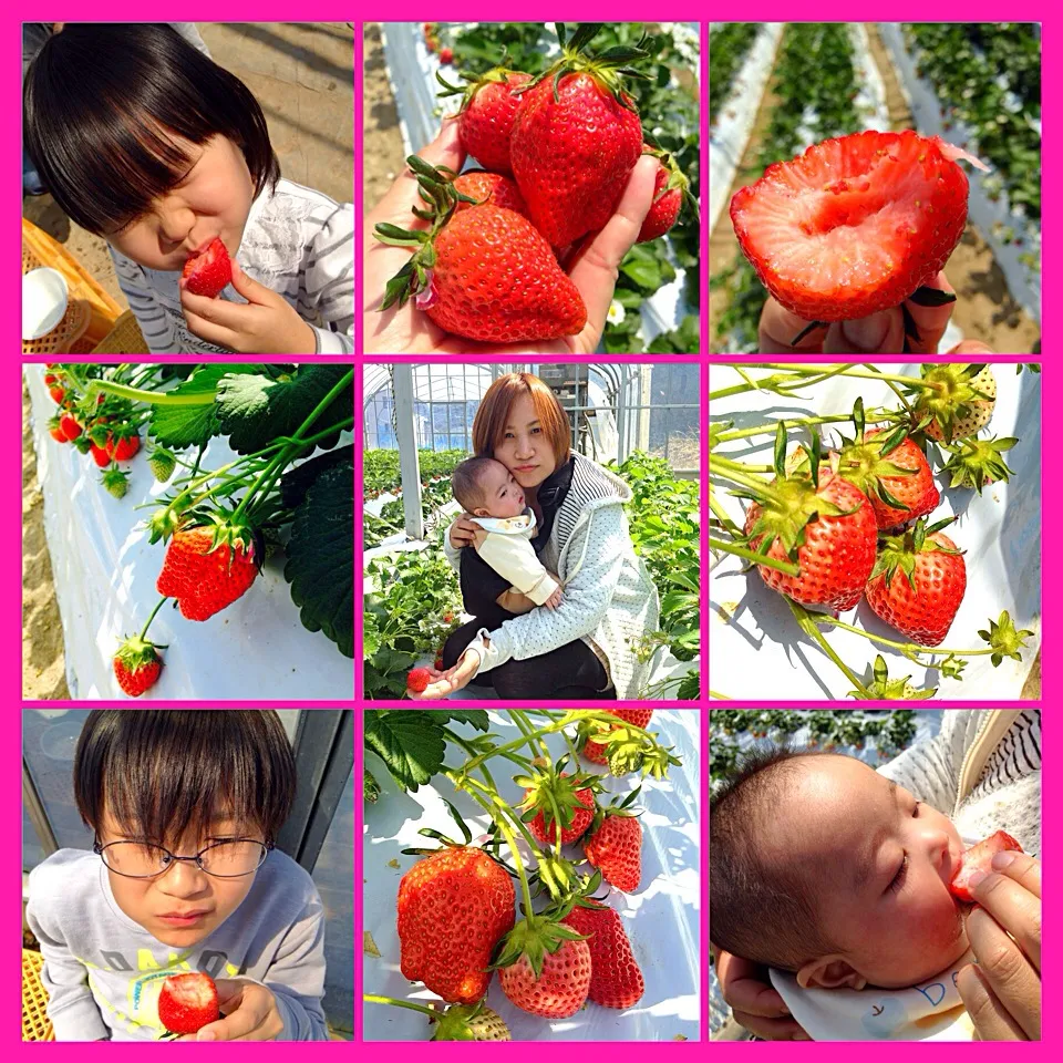 あわじフルーツ農園でイチゴ狩りをしました。あまくておいしかったよ。😍🍴🍓|Porr Ishidaさん