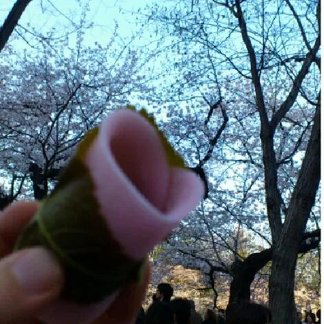 さくら餅　浅草のどら焼がめちゃ美味しい老舗だけど、隅田川の花見連中にどら焼買い占められてた～。それでもさくら餅も美味しかった。良い花見でした。|akiponさん