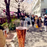 シャンパンでお花見♪