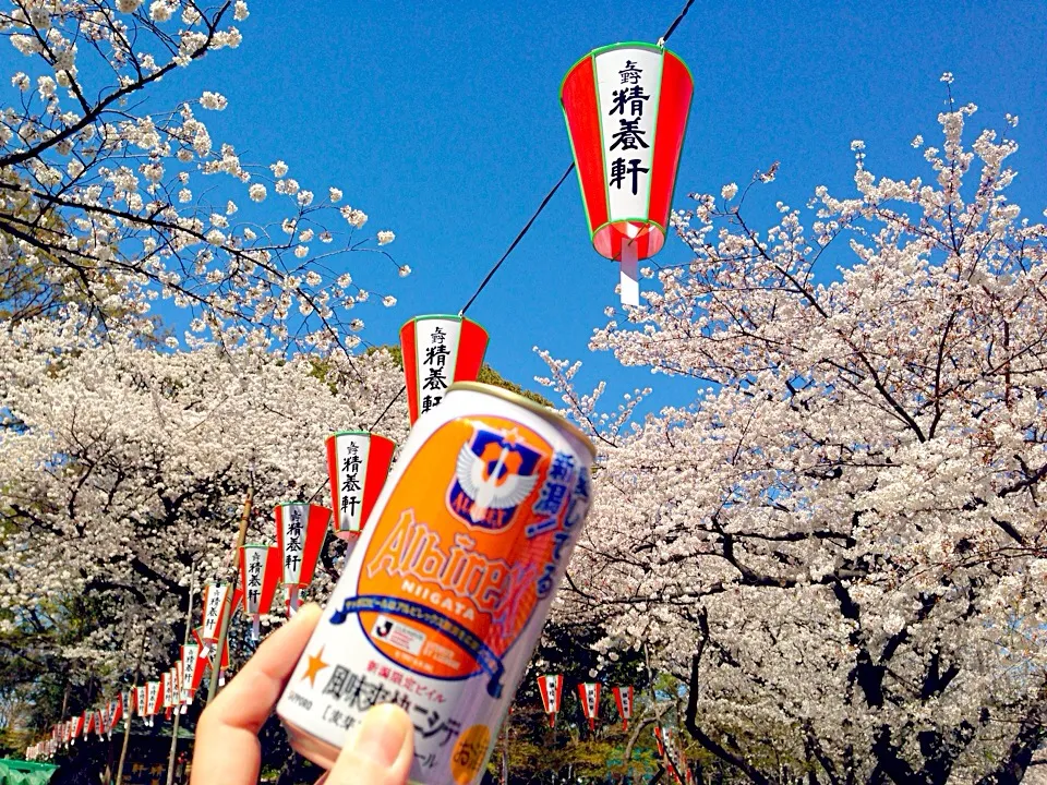 新潟土産の麦酒を上野公園であける♪(*^^)o∀*∀o(^^*)♪|アイさん