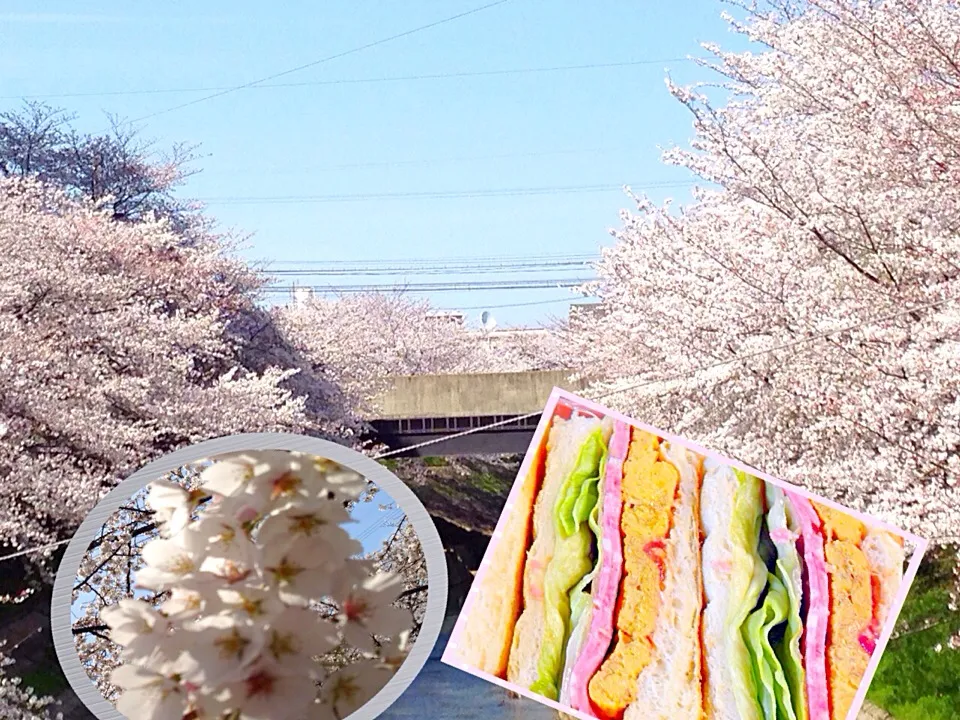 まぁ綺麗！日本人で幸せやー|晃さん