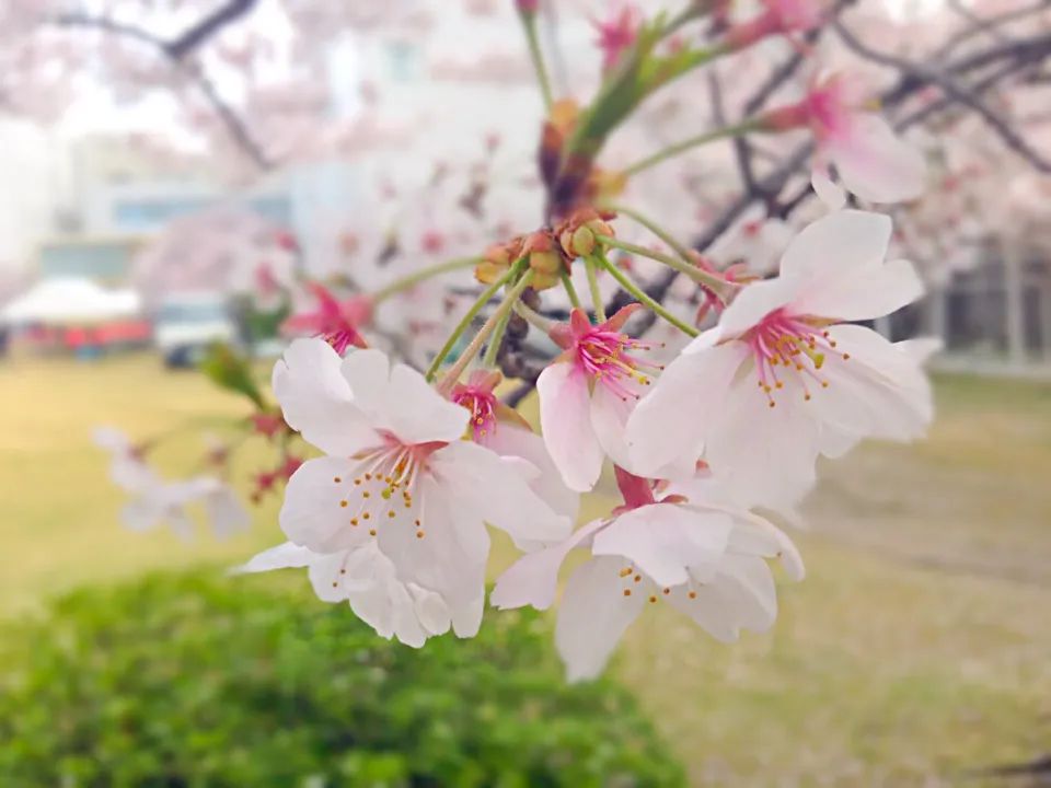 Snapdishの料理写真:お花見！|Hideto M Hirateさん