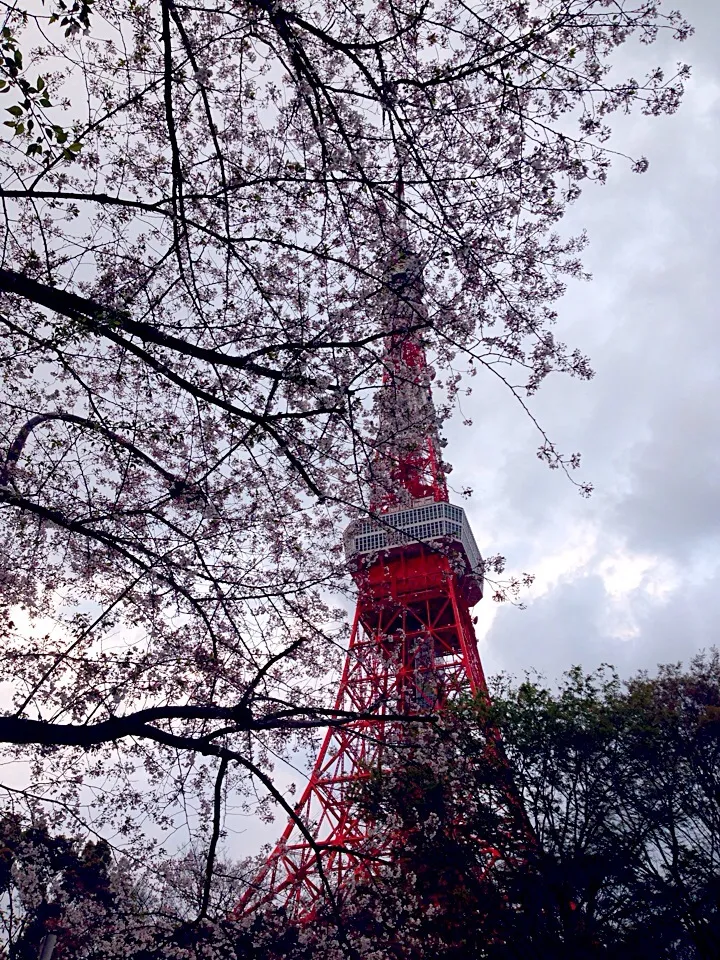 Snapdishの料理写真:Tokyo Tower|♪つるひでこ♪tsuruhidekoさん